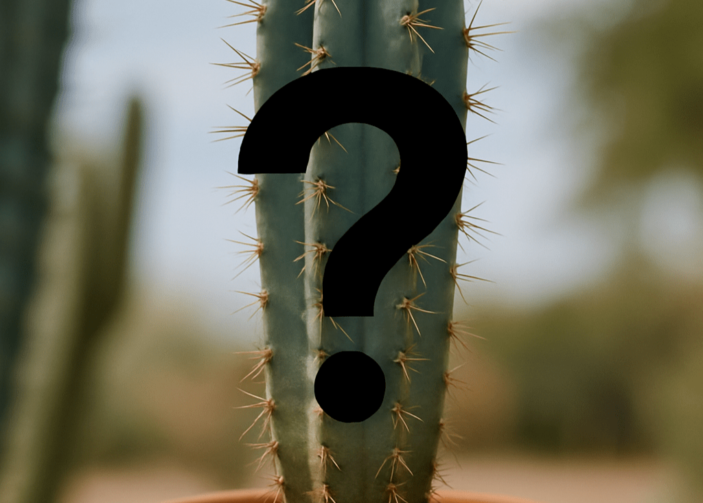Cactus plant in a pot with a question mark symbol on a blurred natural background