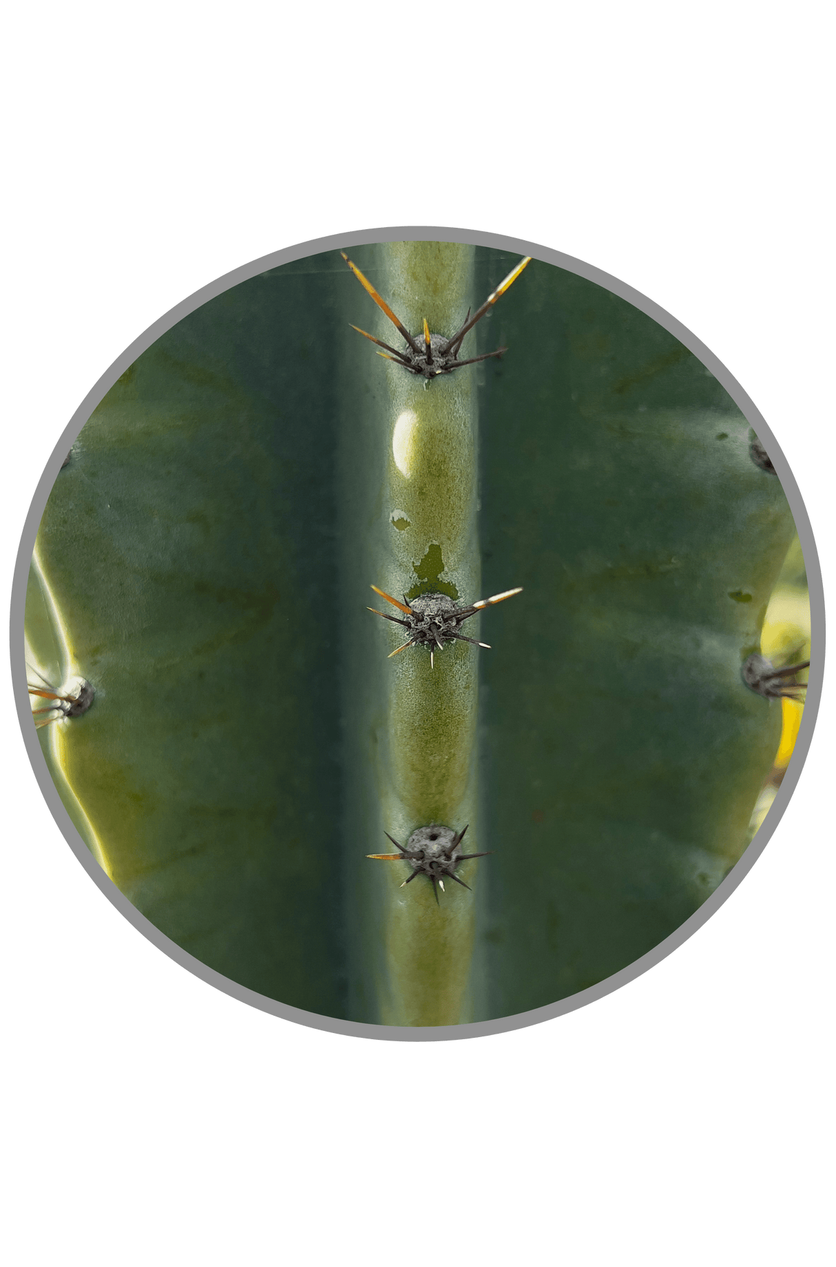 Peruvian Apple Cactus - Cereus Peruvianus