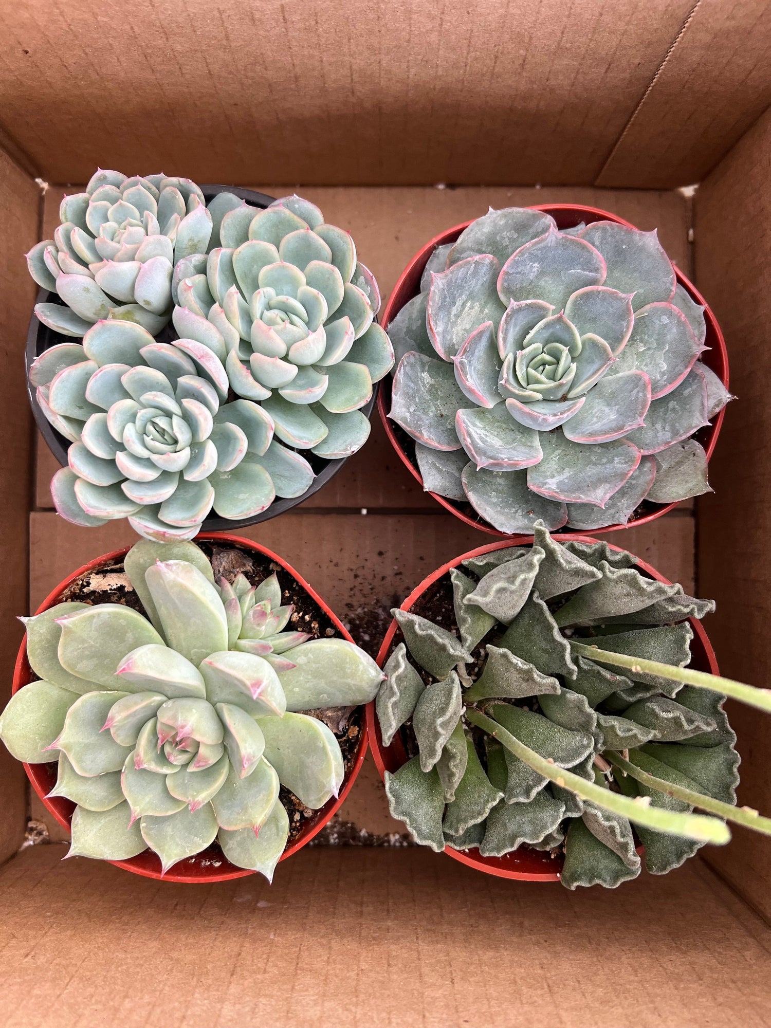 Mixed Echeveria Bundle - Echeveria