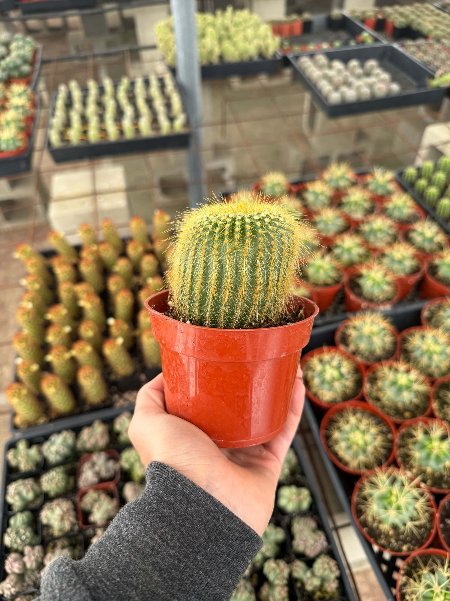 Lemon Ball Cactus - Parodia leninghausii