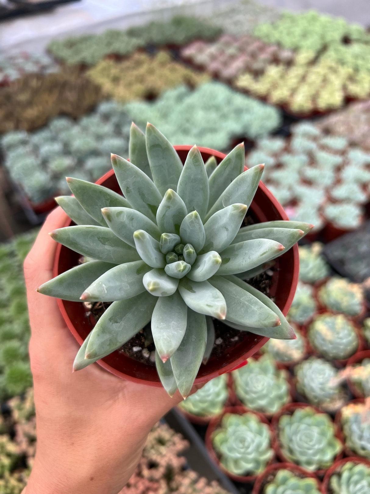 Pachyphytum ‘Little Jewel’ - Pachyphytum