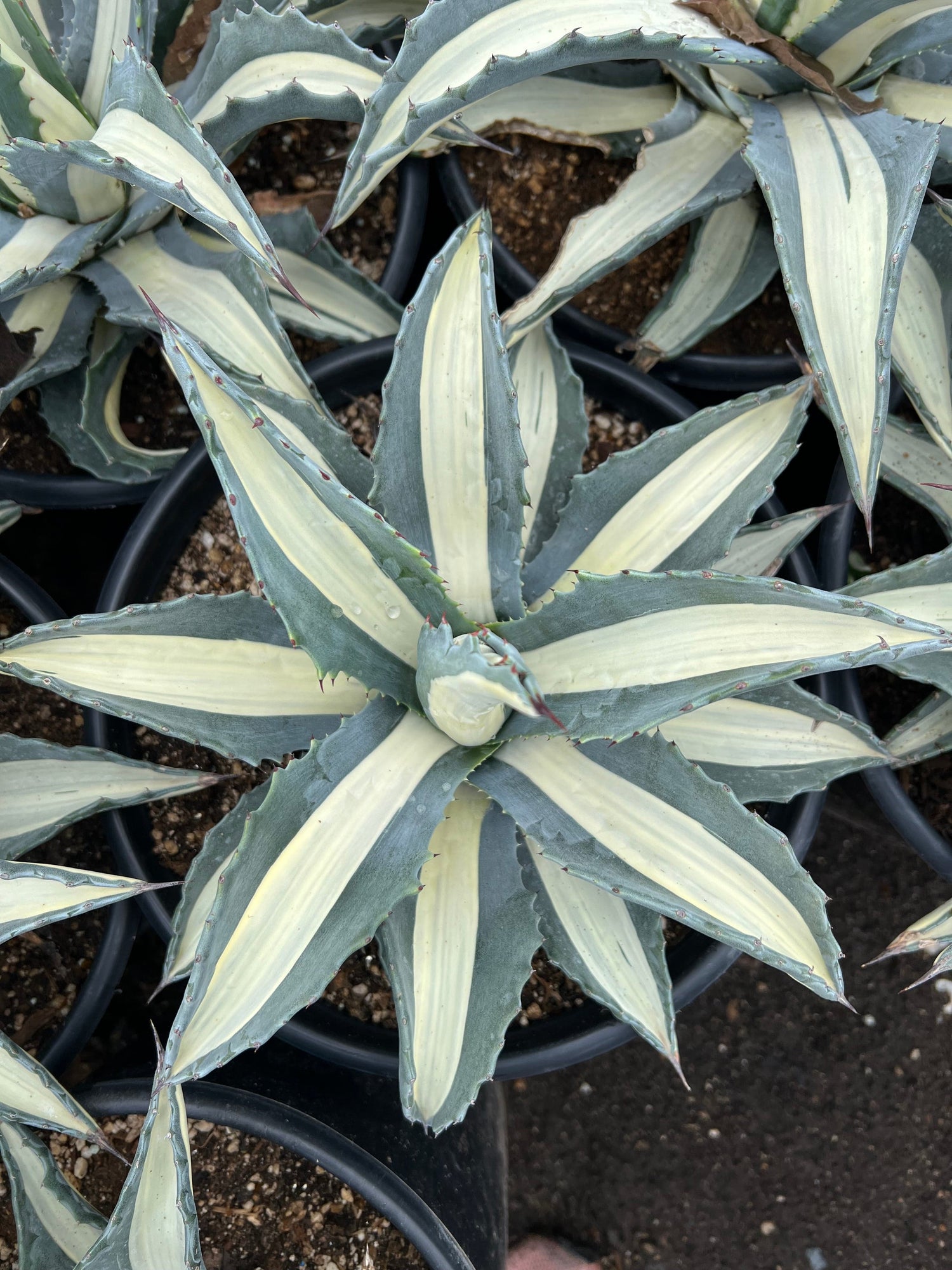 White Striped Century Plant - Agave medio-picta 'Alba'