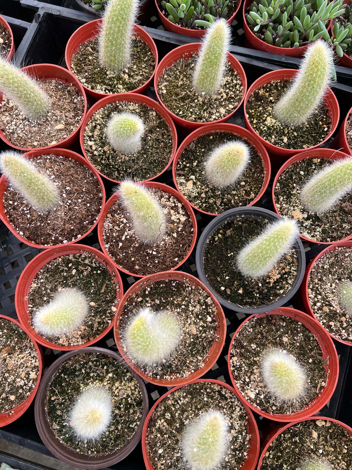 Monkey Tail Cactus - Cleistocactus colademononis