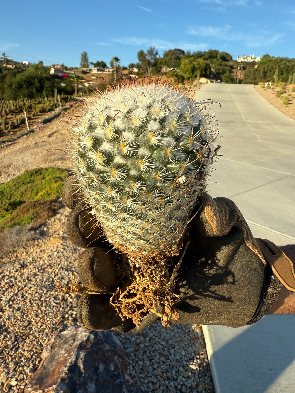 Mammillaria - bombycina