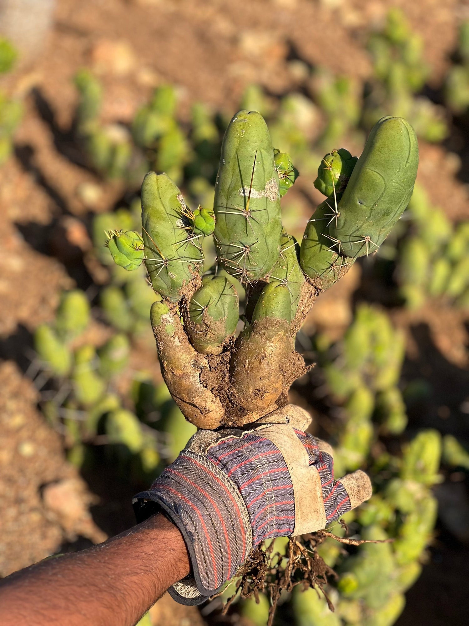 Penis Cactus (Short Form) - Trichocereus Bridgesii Monstrose