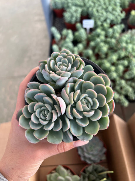 Mixed Echeveria Bundle - Echeveria