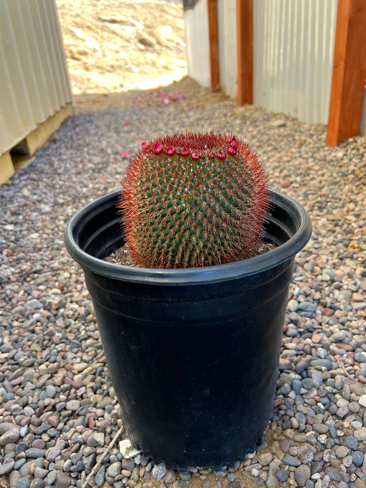 Mammillaria Wagneriana (Nipple Cactus) - Mammillaria Wagneriana