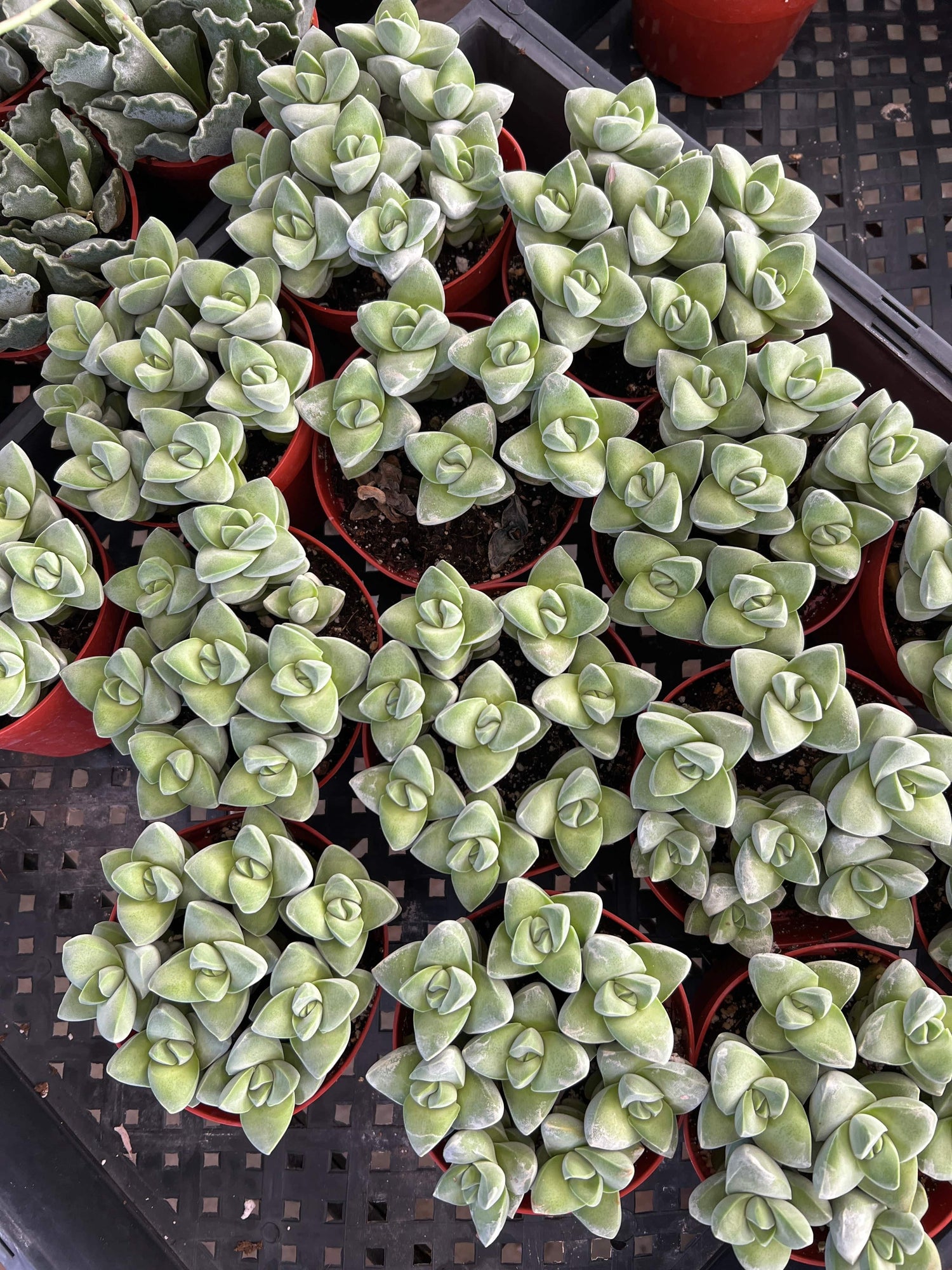 Crassula 'Moonglow' - Crassula
