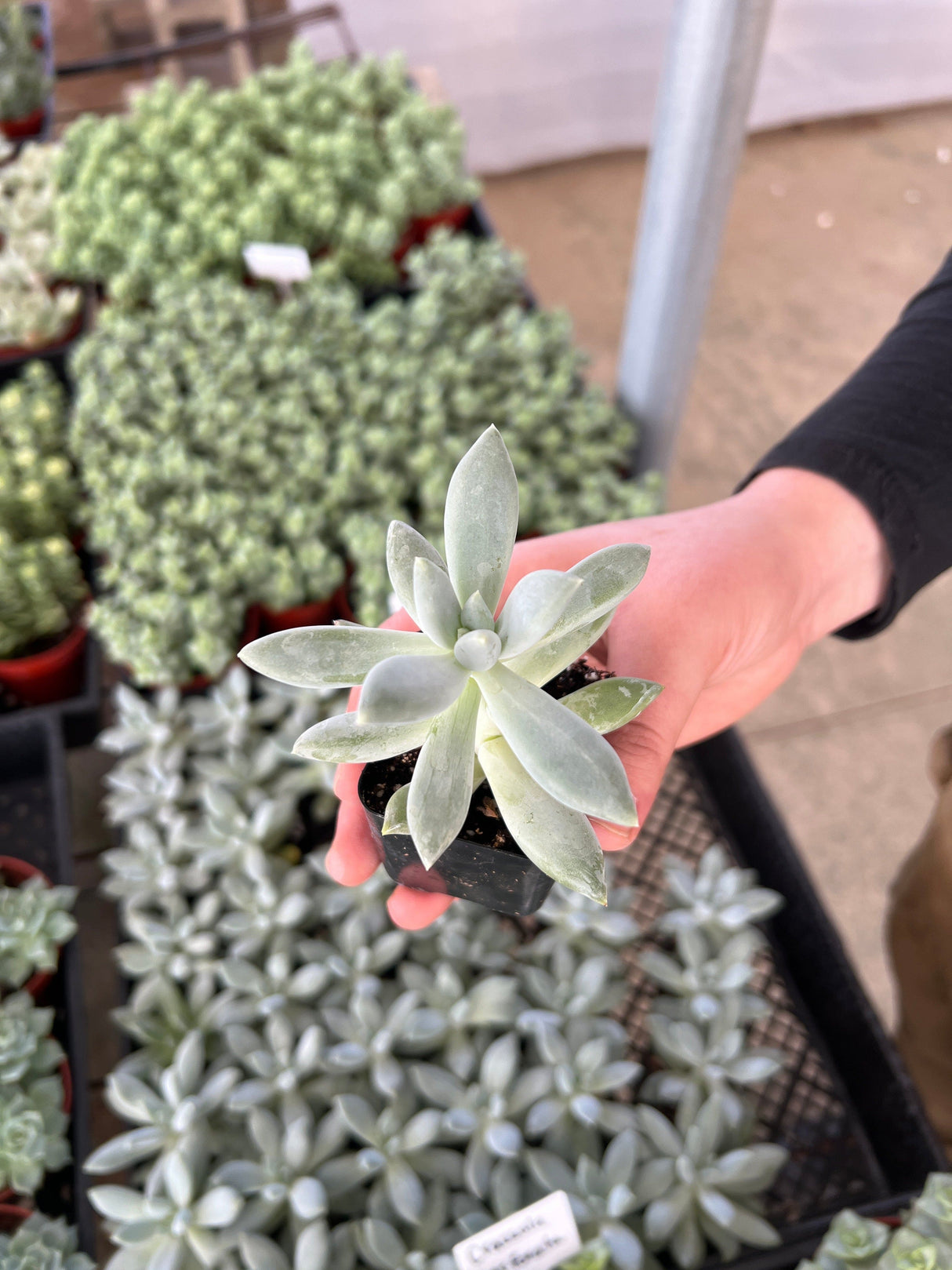 Pachyphytum 'Moon Silver' - Pachyphytum
