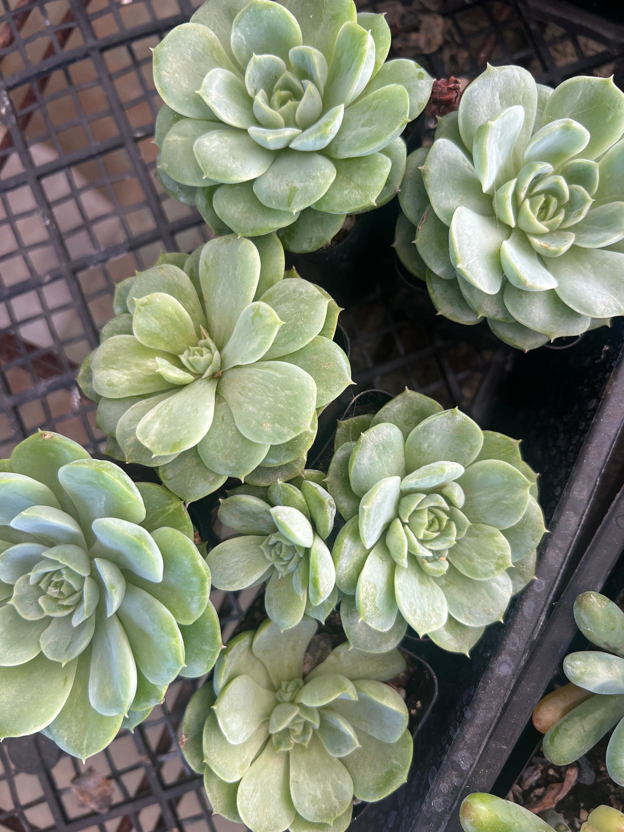Echeveria 'Lime n' Chili' - Echeveria