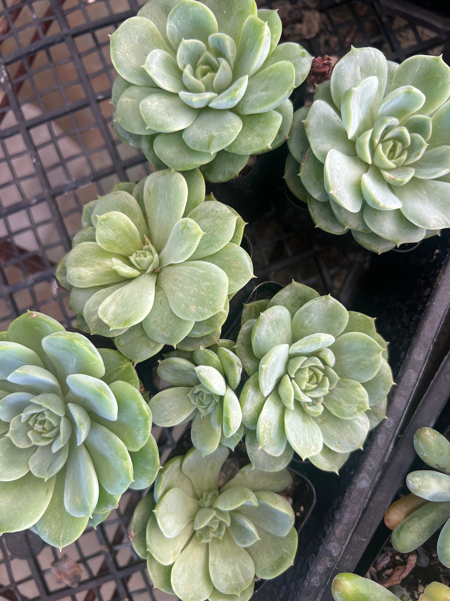 Echeveria 'Lime n' Chili' - Echeveria