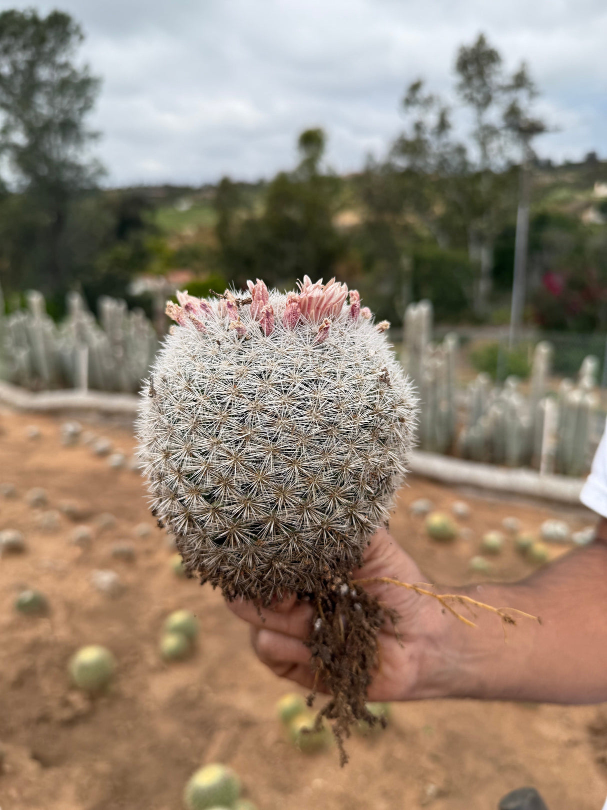 Mammillaria candida - Snowball Cactus