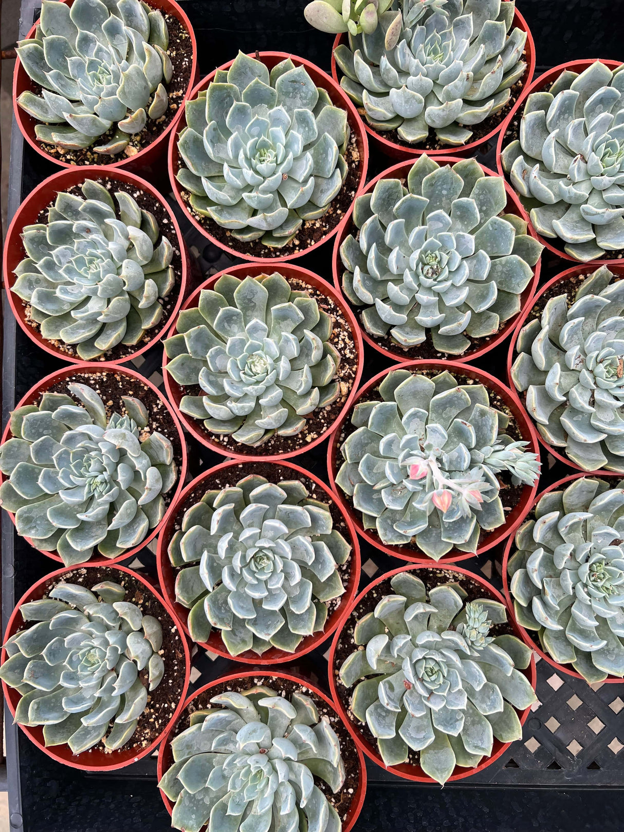 Morning Beauty - Echeveria Subsessilis