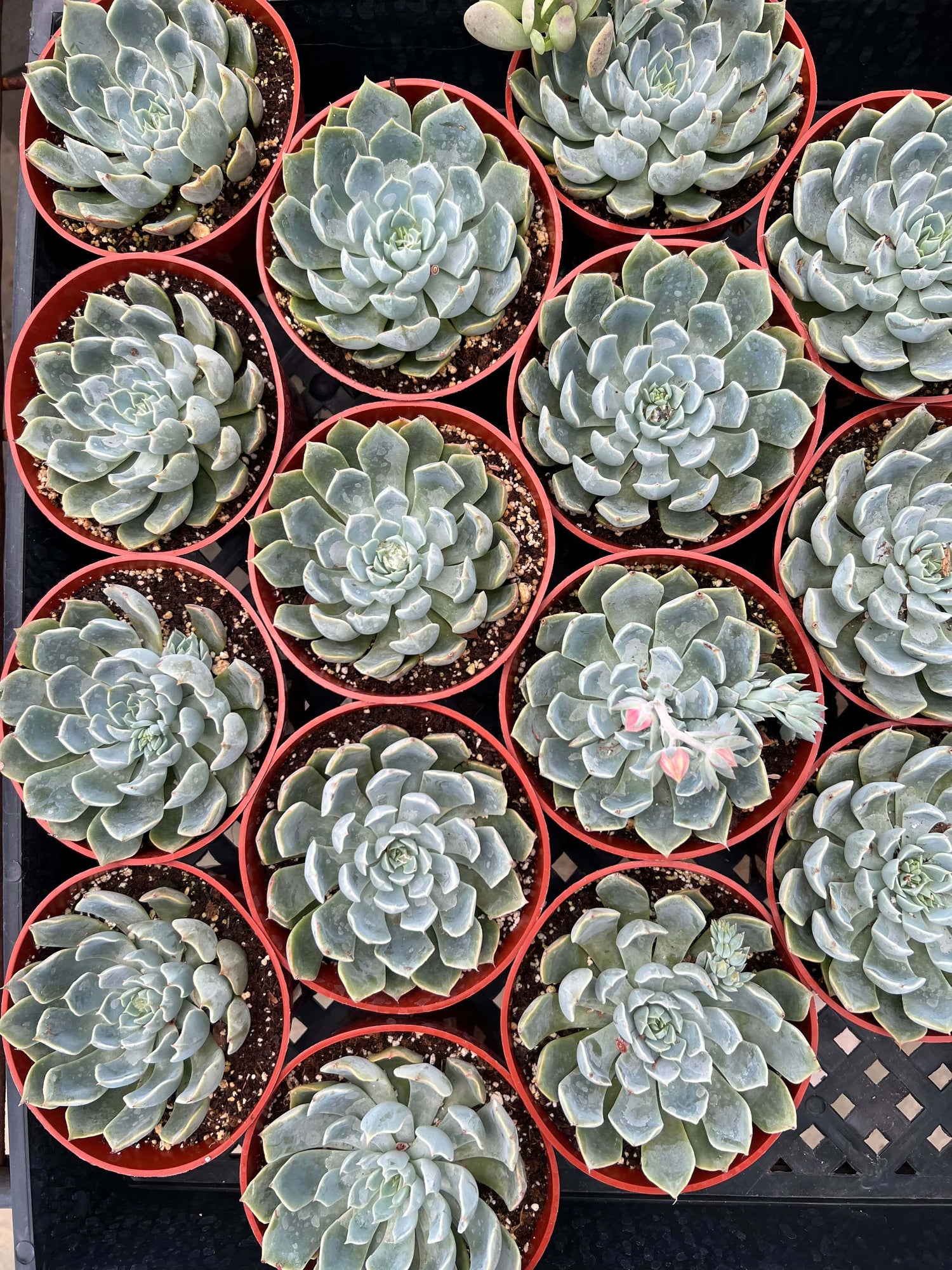 Morning Beauty - Echeveria Subsessilis