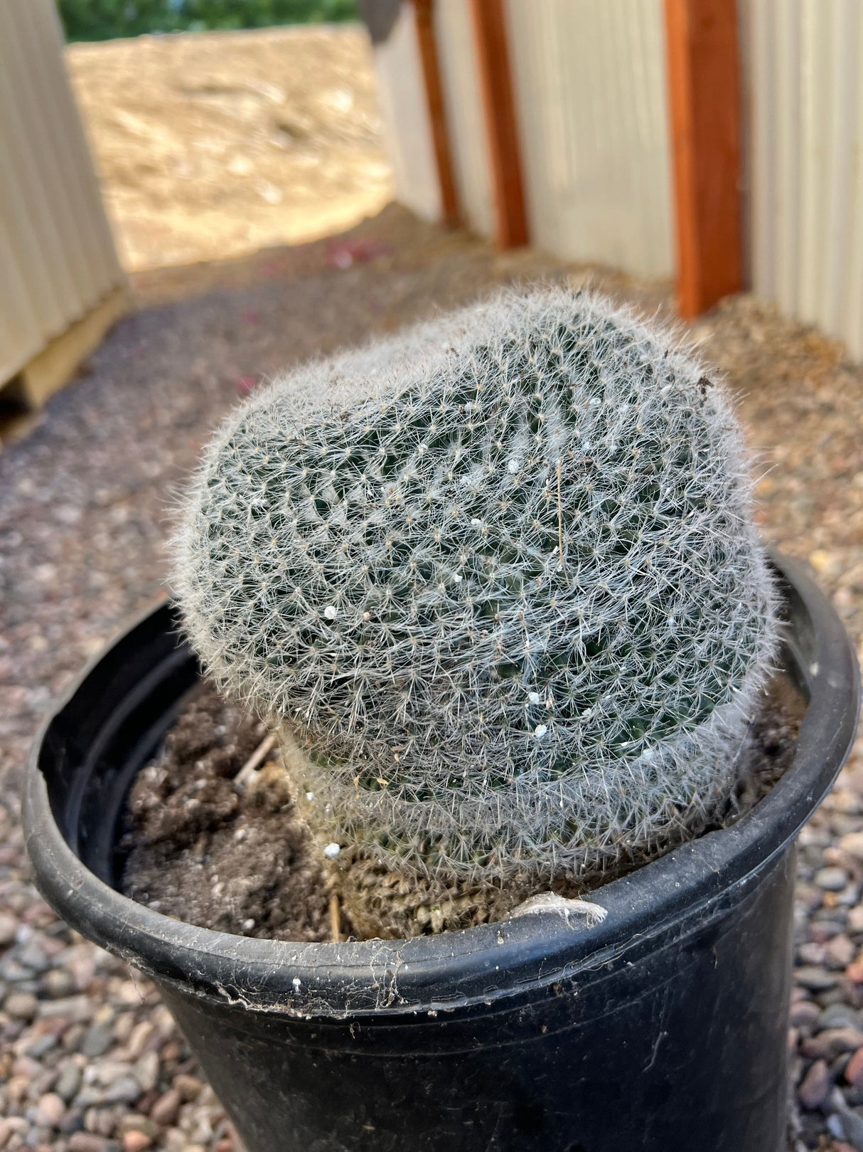 Old Lady Cactus - Mammillaria Hahniana