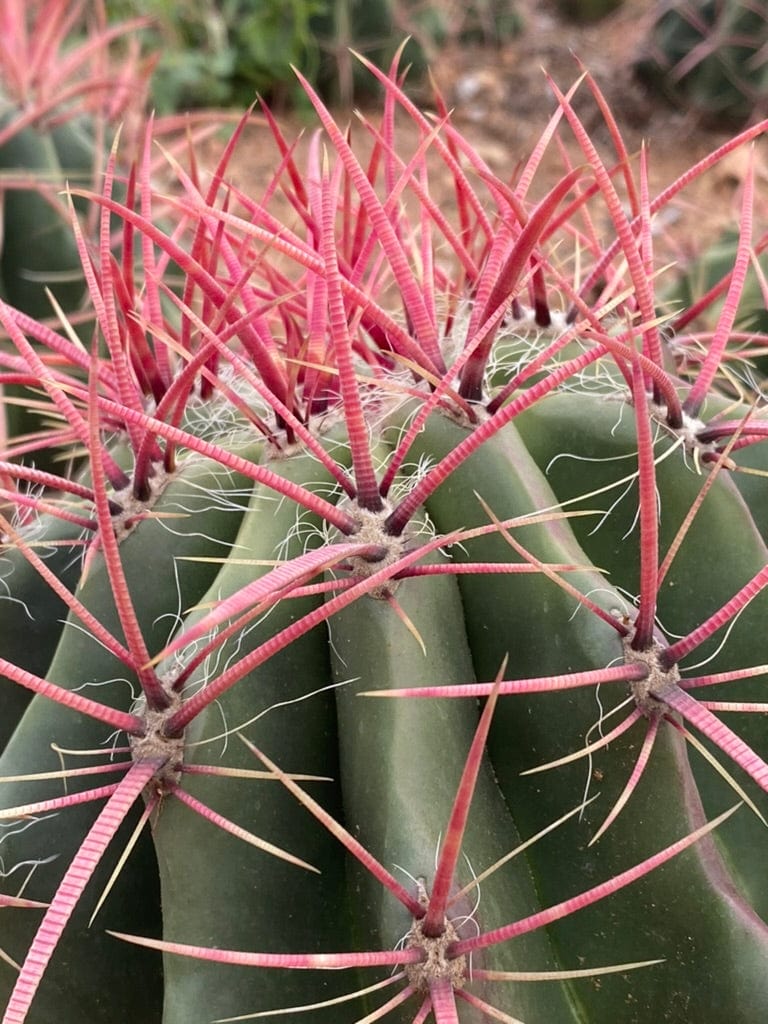 Mexican Lime Cactus - Ferocactus Pilosus