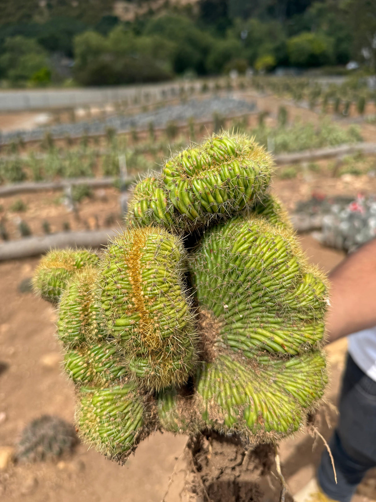 Mammillaria wildii cristata - Brain cactus