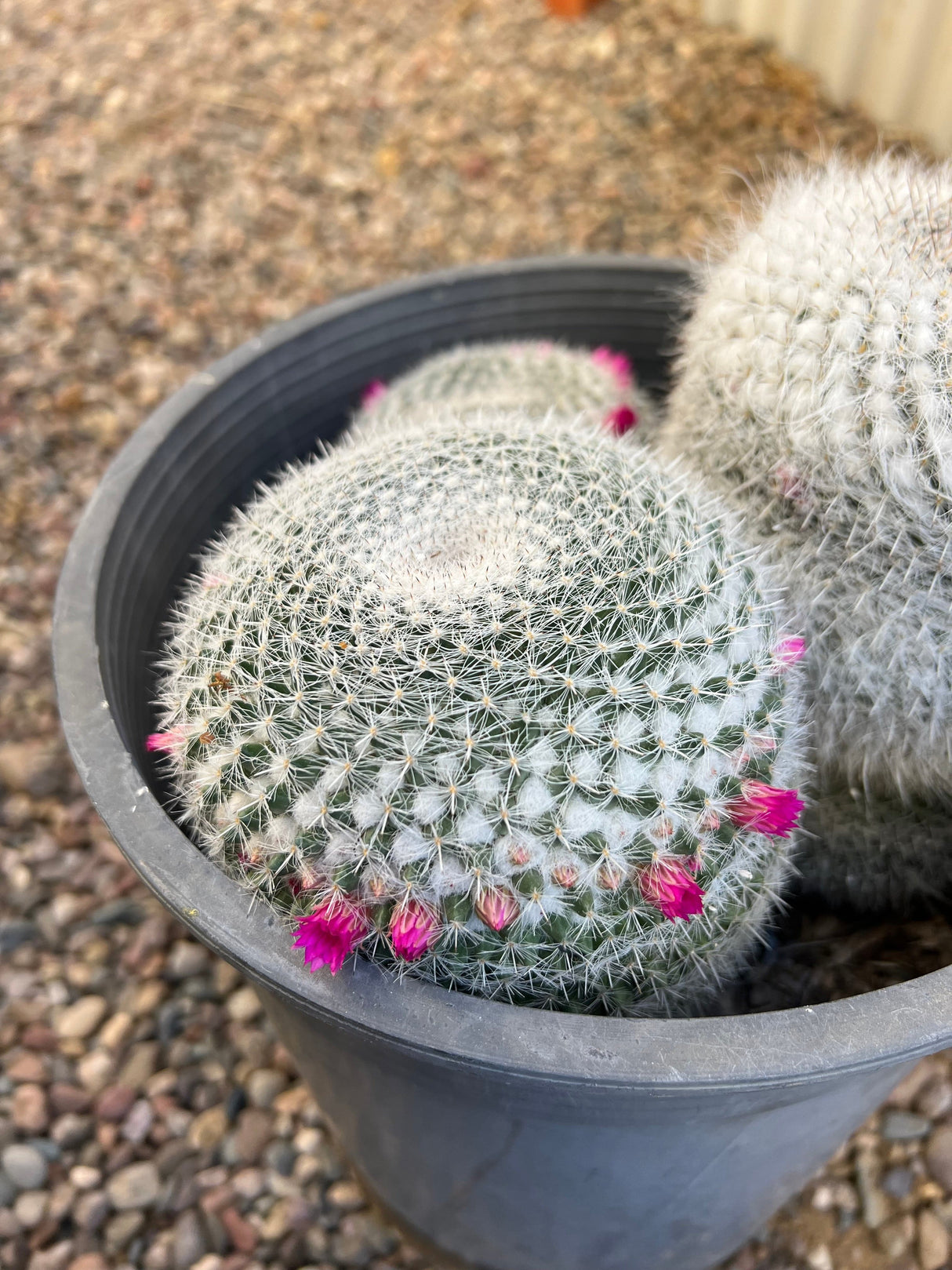 Mammillaria Hahniana 3-Pack Cluster - Mammillaria Hahniana