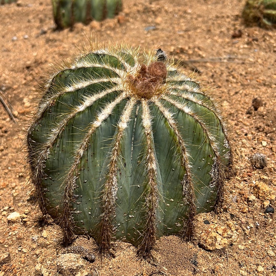 Notocactus magnificus - Parodia magnifica, Ball Cactus