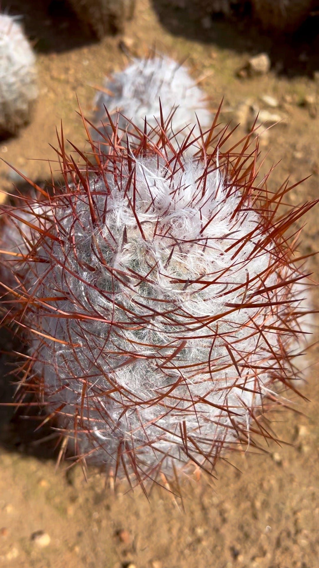 Old Man of the Mountain Cactus - Oreocereus Trollii