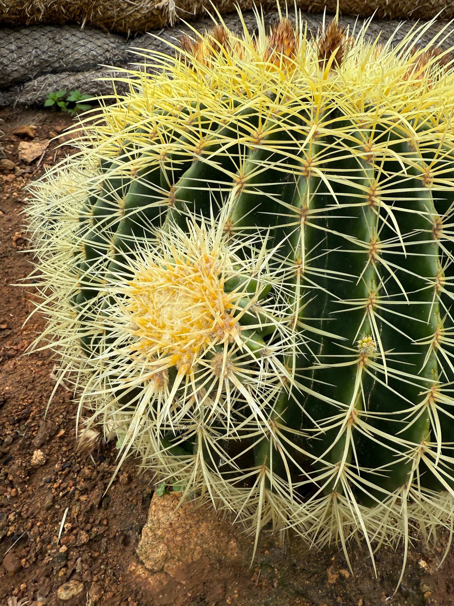 Echinocactus grusonii - Golden Barrel Cactus Cluster