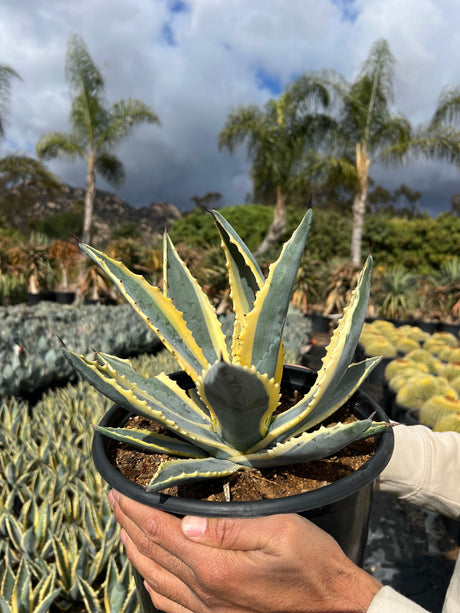Variegated Century Plant - Agave americana 'Marginata'
