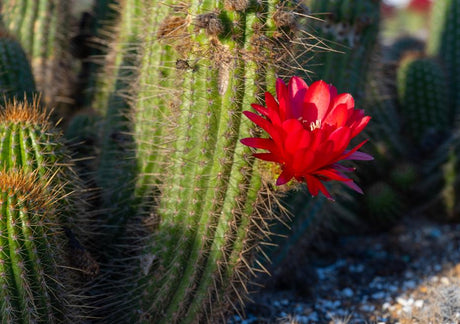 Red Trichocereus Hybrid (Red Torch Cactus) | Cactus Warehouse | Exotic Cacti Collection & Quality Desert Plants