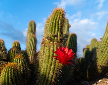 Red Trichocereus Hybrid (Red Torch Cactus) | Cactus Warehouse | Exotic Cacti Collection & Quality Desert Plants