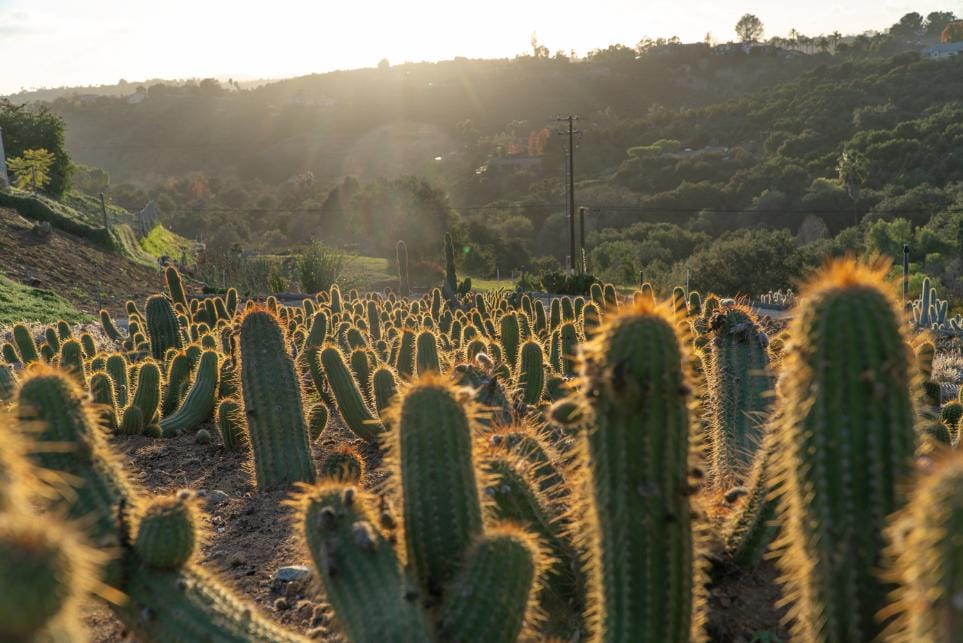 Red Trichocereus Hybrid (Red Torch Cactus) | Cactus Warehouse | Exotic Cacti Collection & Quality Desert Plants