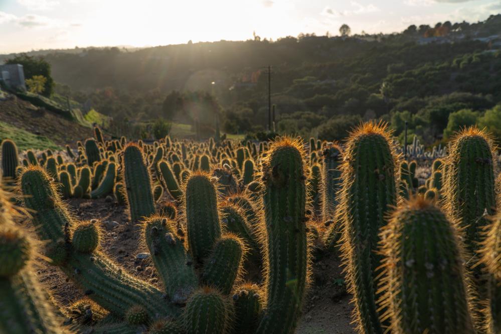 Red Trichocereus Hybrid (Red Torch Cactus) | Cactus Warehouse | Exotic Cacti Collection & Quality Desert Plants