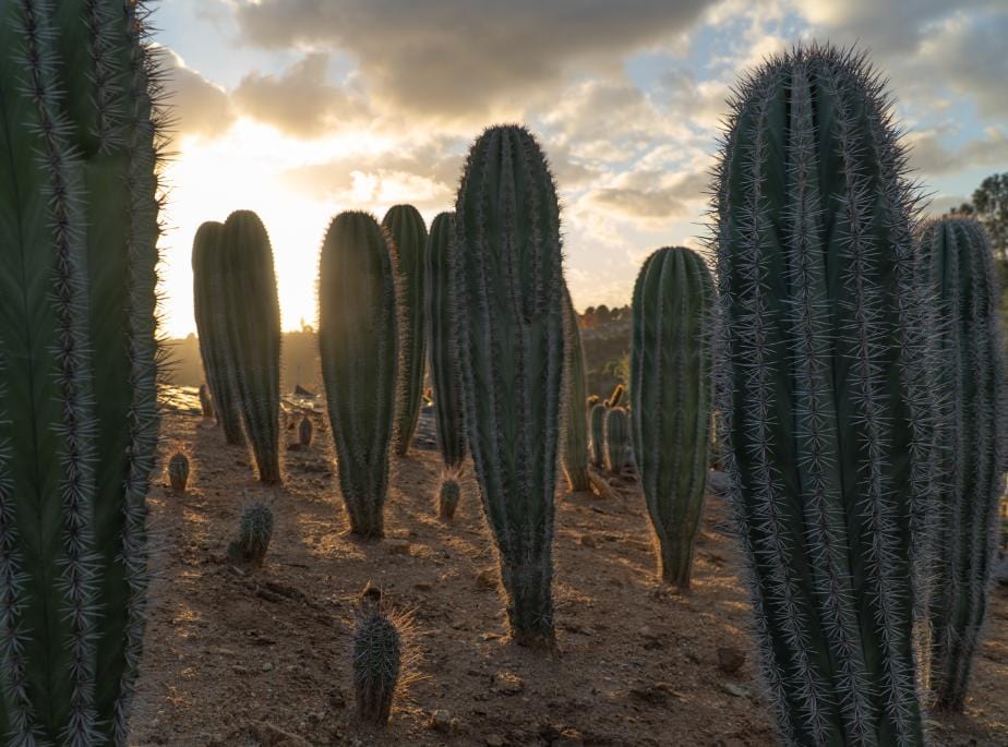 False Saguaro ,Pachycereus pringlei , Mexican Cardon | Cactus Warehouse | Exotic Cacti Collection & Quality Desert Plants