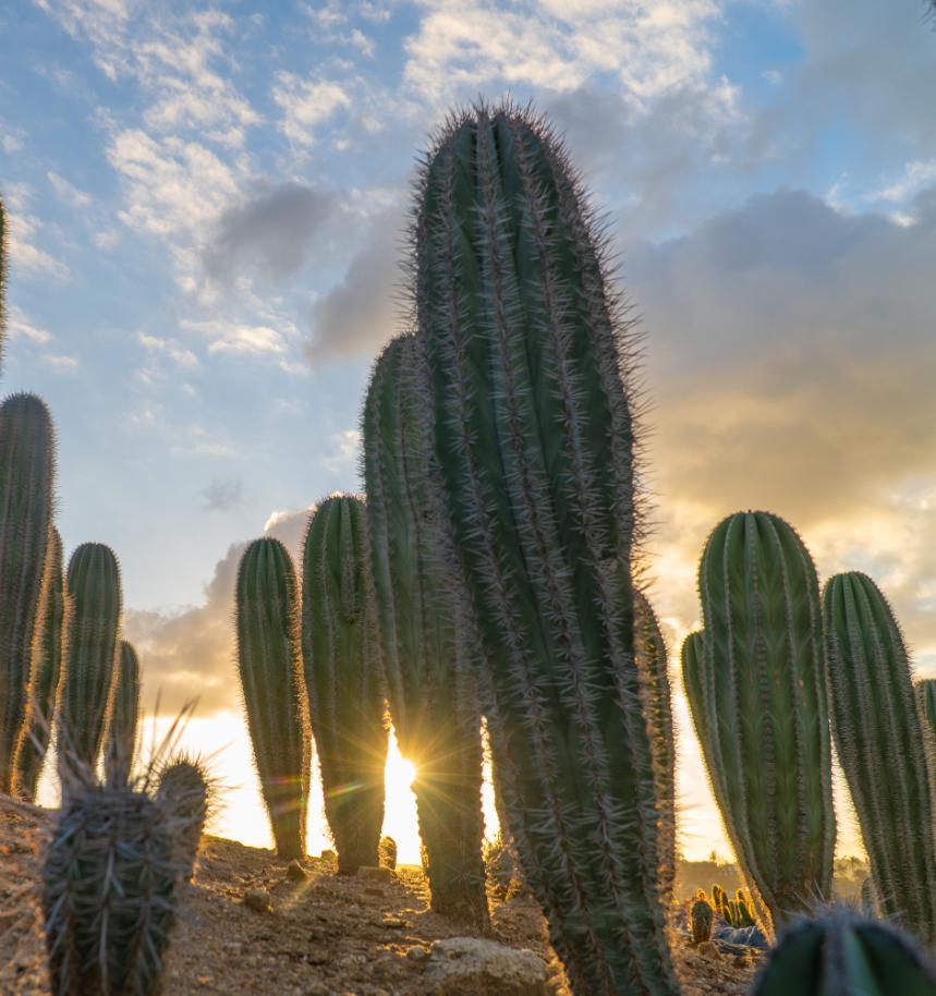 False Saguaro ,Pachycereus pringlei , Mexican Cardon | Cactus Warehouse | Exotic Cacti Collection & Quality Desert Plants
