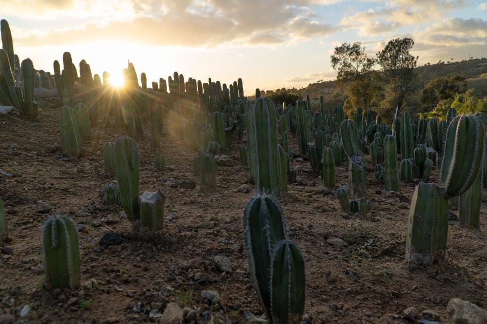 Mexican Fence Post Cactus (Pachycereus marginatus) | Cactus Warehouse | Exotic Cacti Collection & Quality Desert Plants