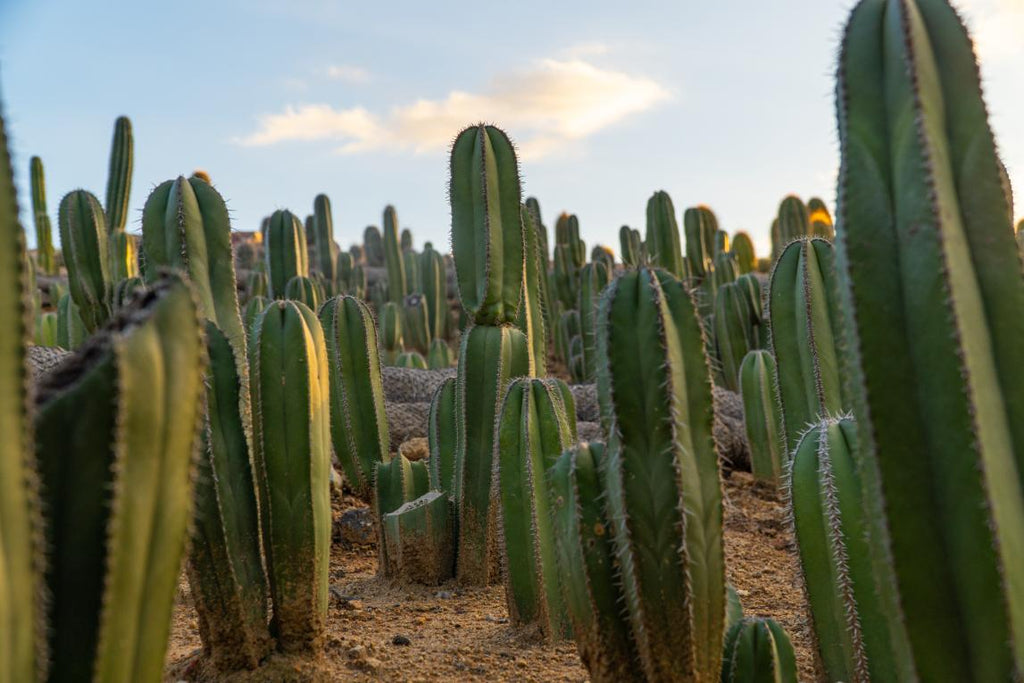 Mexican Fence Post Cactus (Pachycereus marginatus) | Cactus Warehouse | Exotic Cacti Collection & Quality Desert Plants