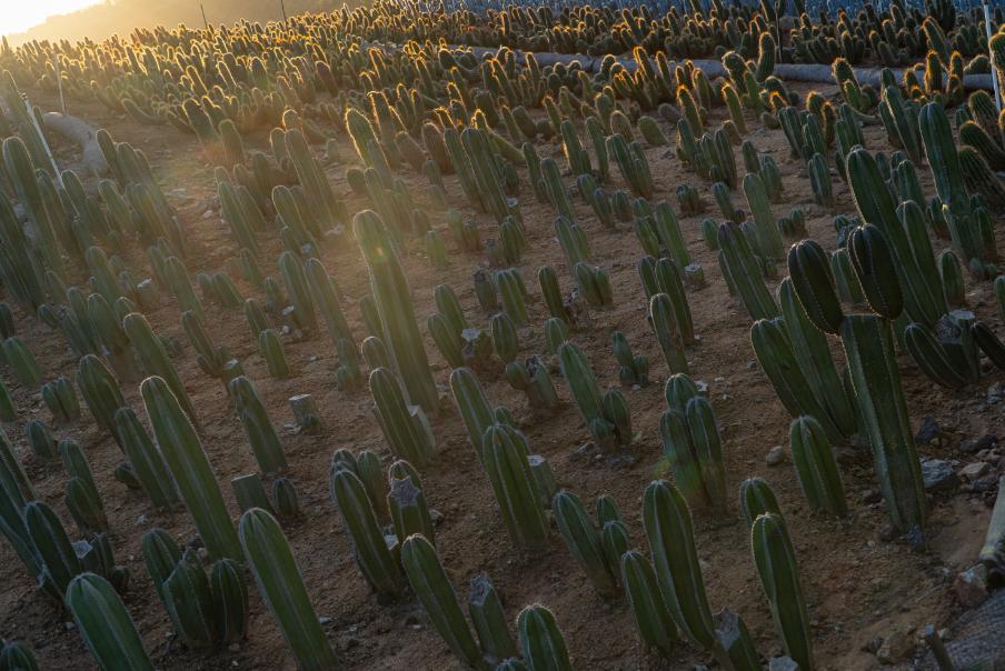 64-Pack 2” Mexican Fence Post Cactus - Pachycereus marginatus