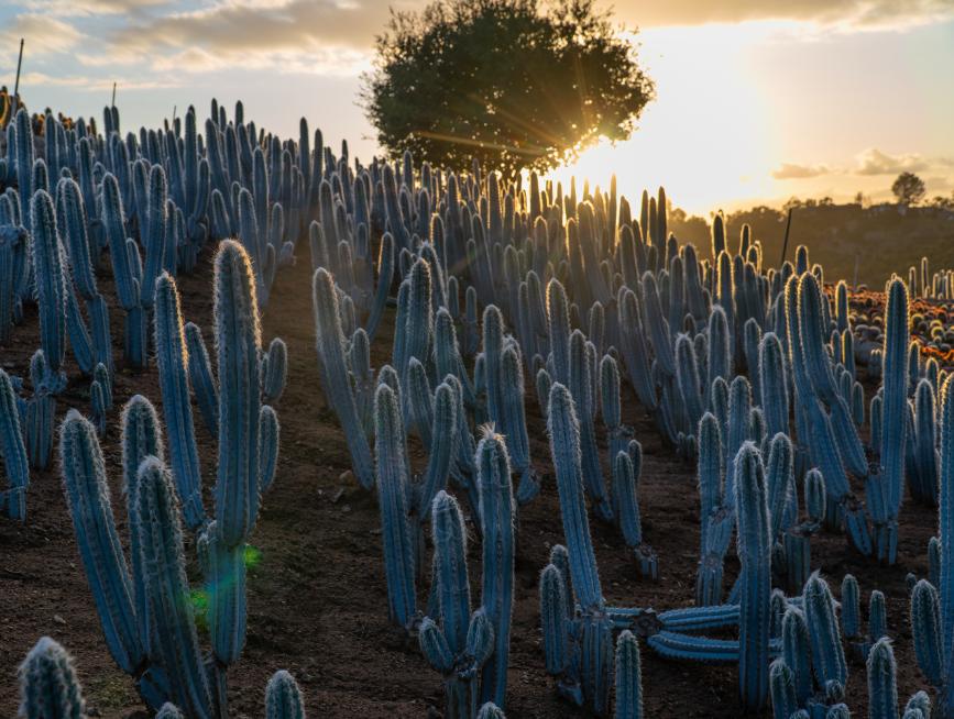 Brazillian Blue Columnar (Pilosocereus pachycladus) | Cactus Warehouse | Exotic Cacti Collection & Quality Desert Plants
