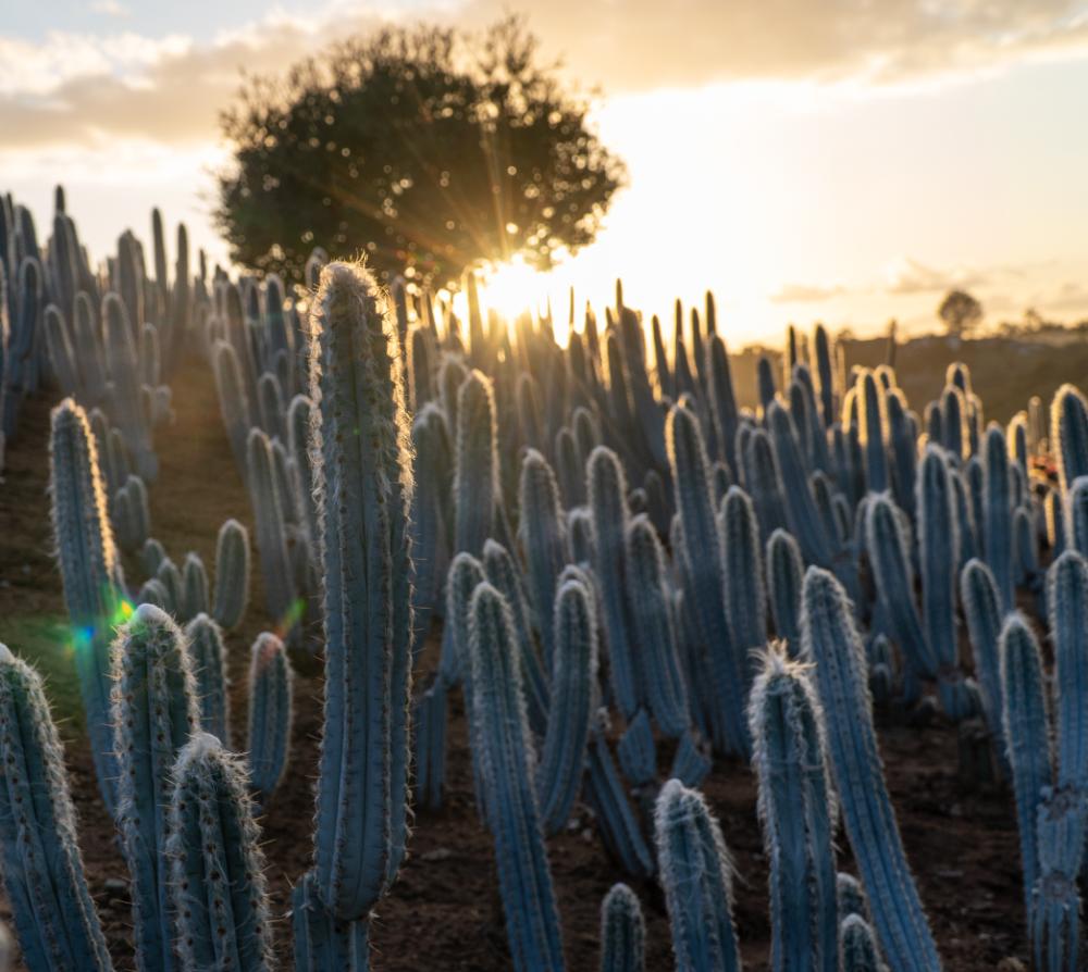 Brazillian Blue Columnar (Pilosocereus pachycladus) | Cactus Warehouse | Exotic Cacti Collection & Quality Desert Plants