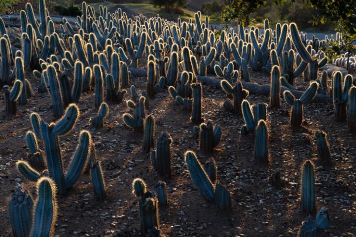 Brazilian Blue Cactus, Pilosocereus azureus, Blue Torch Cactus, Blue Columnar | Cactus Warehouse | Exotic Cacti Collection & Quality Desert Plants