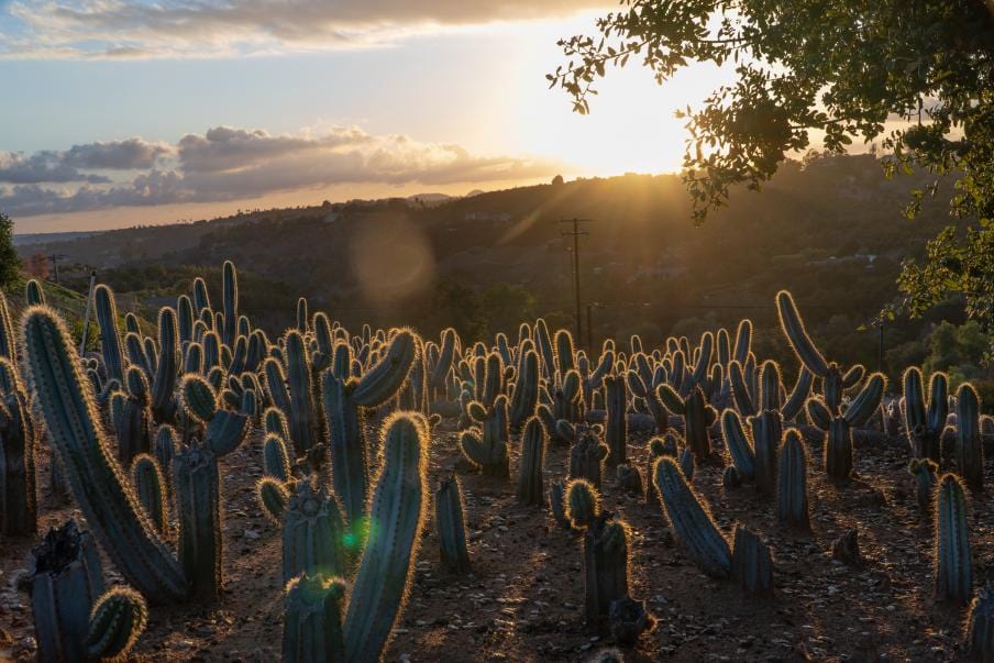 Brazilian Blue Cactus, Pilosocereus azureus, Blue Torch Cactus, Blue Columnar | Cactus Warehouse | Exotic Cacti Collection & Quality Desert Plants