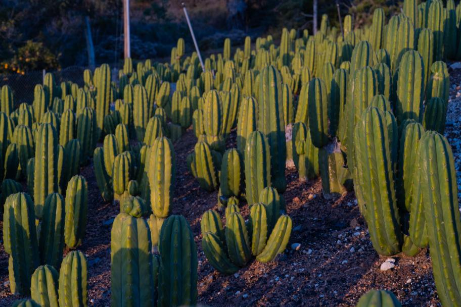 Echinopsis Pachanoi - San Pedro Cactus