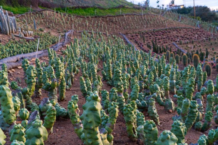Totem Pole Cactus, Lophocereus shottii Obesa, Candle Cactus | Cactus Warehouse | Exotic Cacti Collection & Quality Desert Plants