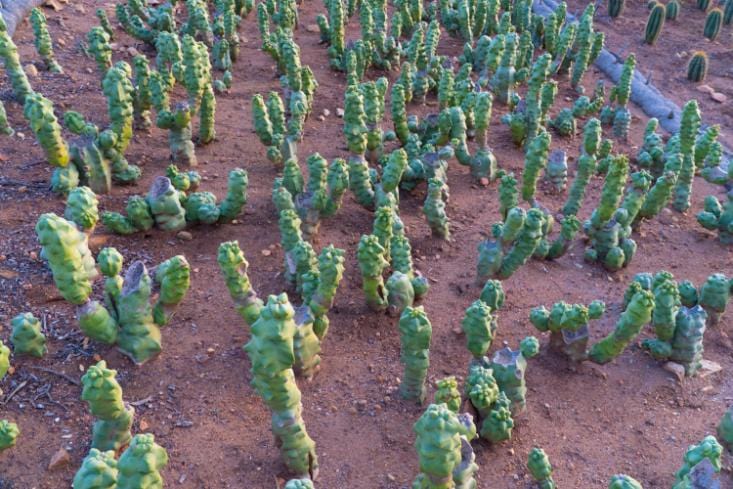 Totem Pole Cactus - Lophocereus shottii Obesa