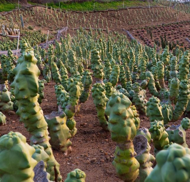 Totem Pole Cactus - Lophocereus shottii Obesa