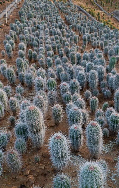 False Saguaro ,Pachycereus pringlei , Mexican Cardon | Cactus Warehouse | Exotic Cacti Collection & Quality Desert Plants