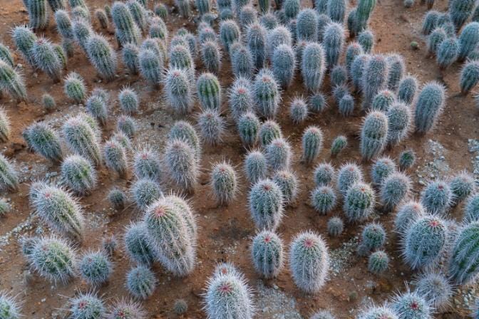 False Saguaro ,Pachycereus pringlei , Mexican Cardon | Cactus Warehouse | Exotic Cacti Collection & Quality Desert Plants