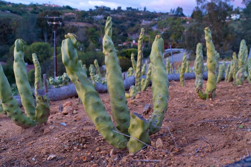 Totem Pole Skinny Form, Lophocereus Schottii Mieckleyanus | Cactus Warehouse | Exotic Cacti Collection & Quality Desert Plants