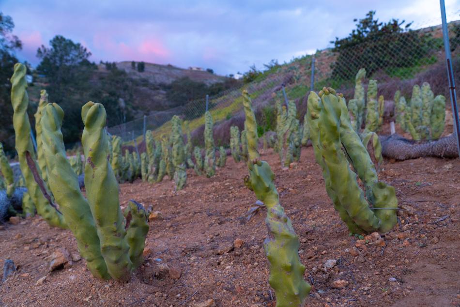 Totem Pole Cactus (Skinny Form) - Lophocereus Schottii Mieckleyanus
