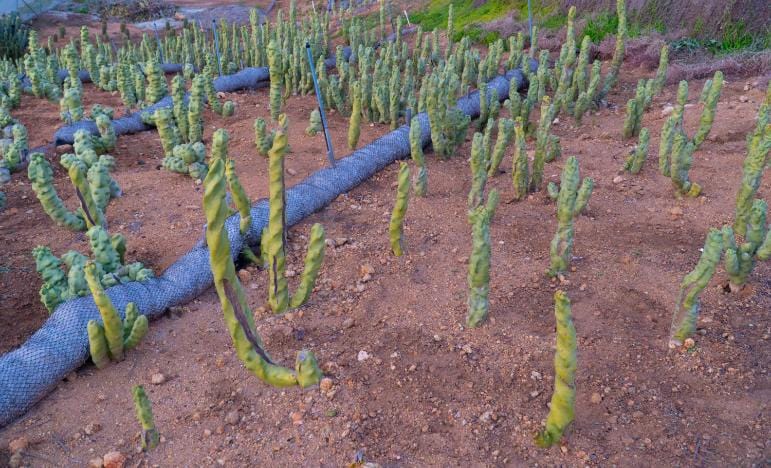Totem Pole Cactus (Skinny Form) - Lophocereus Schottii Mieckleyanus