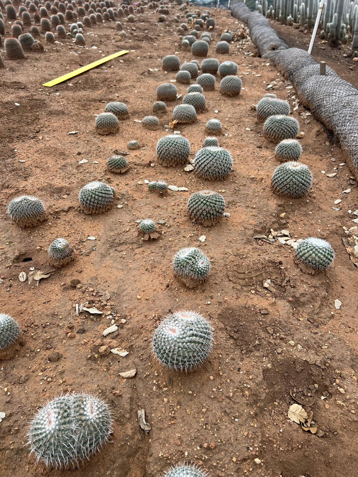 Owl Eye Cactus - Mammillaria Parkinsonii