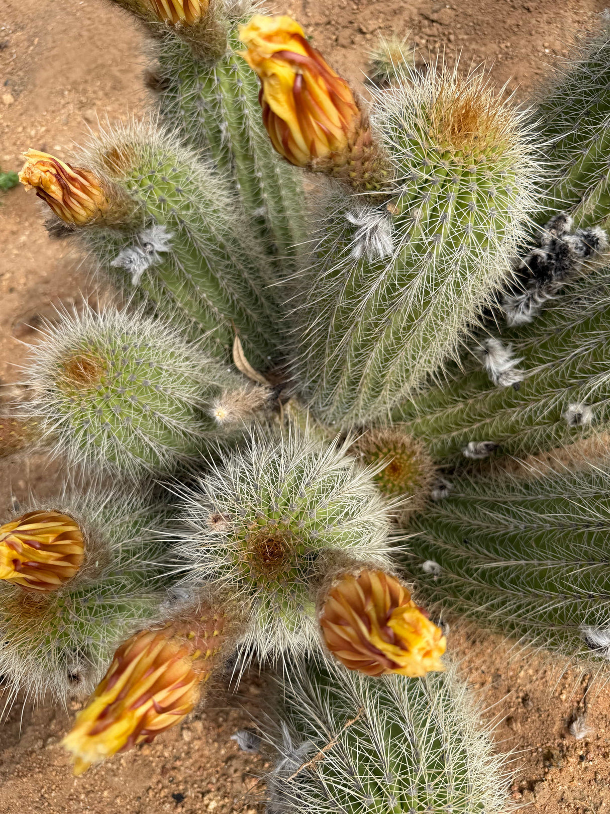Yellow Trichocereus Hybrid - Echinopsis hybrid